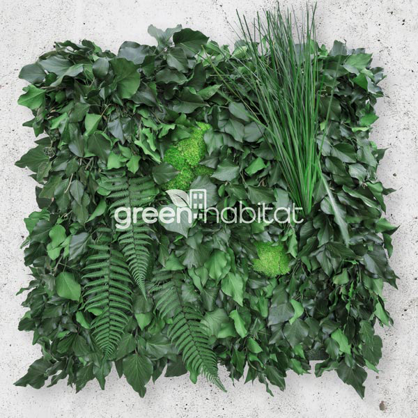 Angelella  Muschio stabilizzato pareti verdi lichene MOSSwall 66 Green  Pepper 40x60 cm