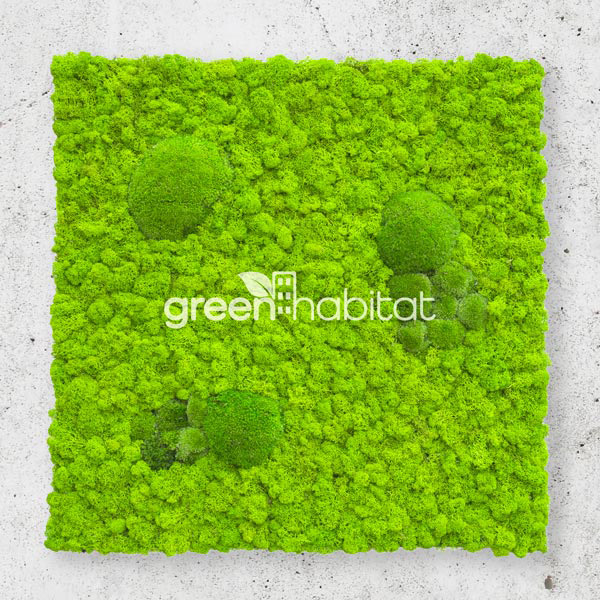 Lichene Stabilizzato - Green Habitat