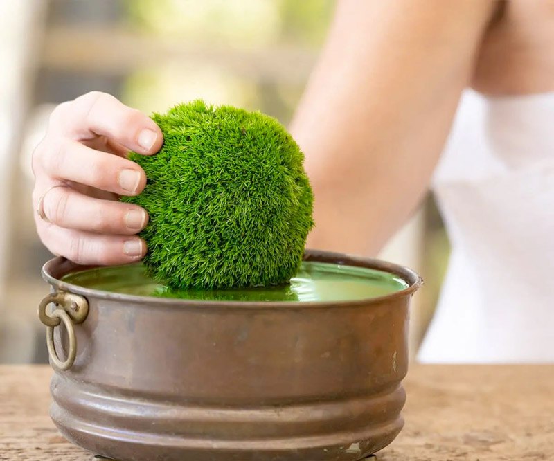 Verde stabilizzato, la natura sorprende