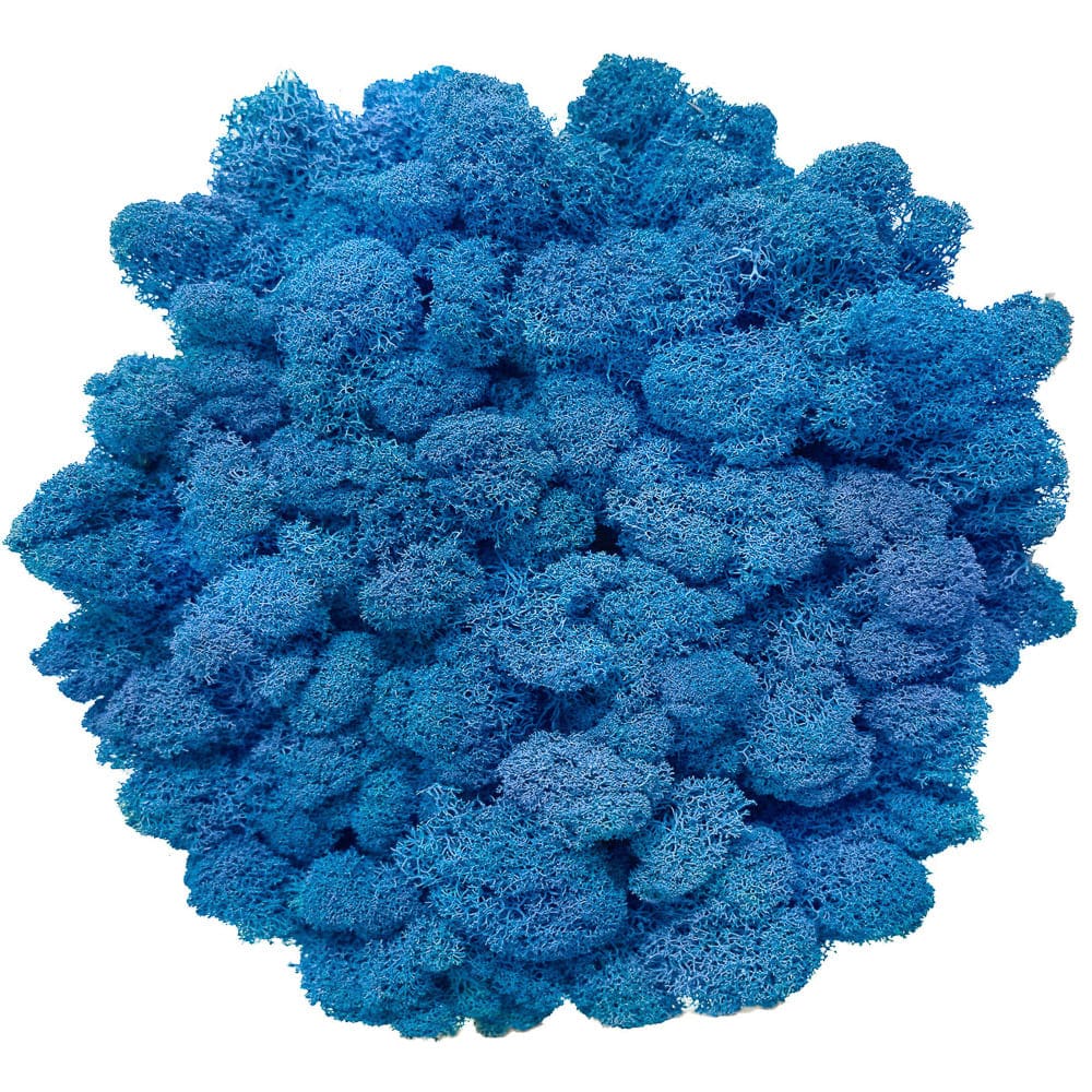 Campione Lichene Azzurro
