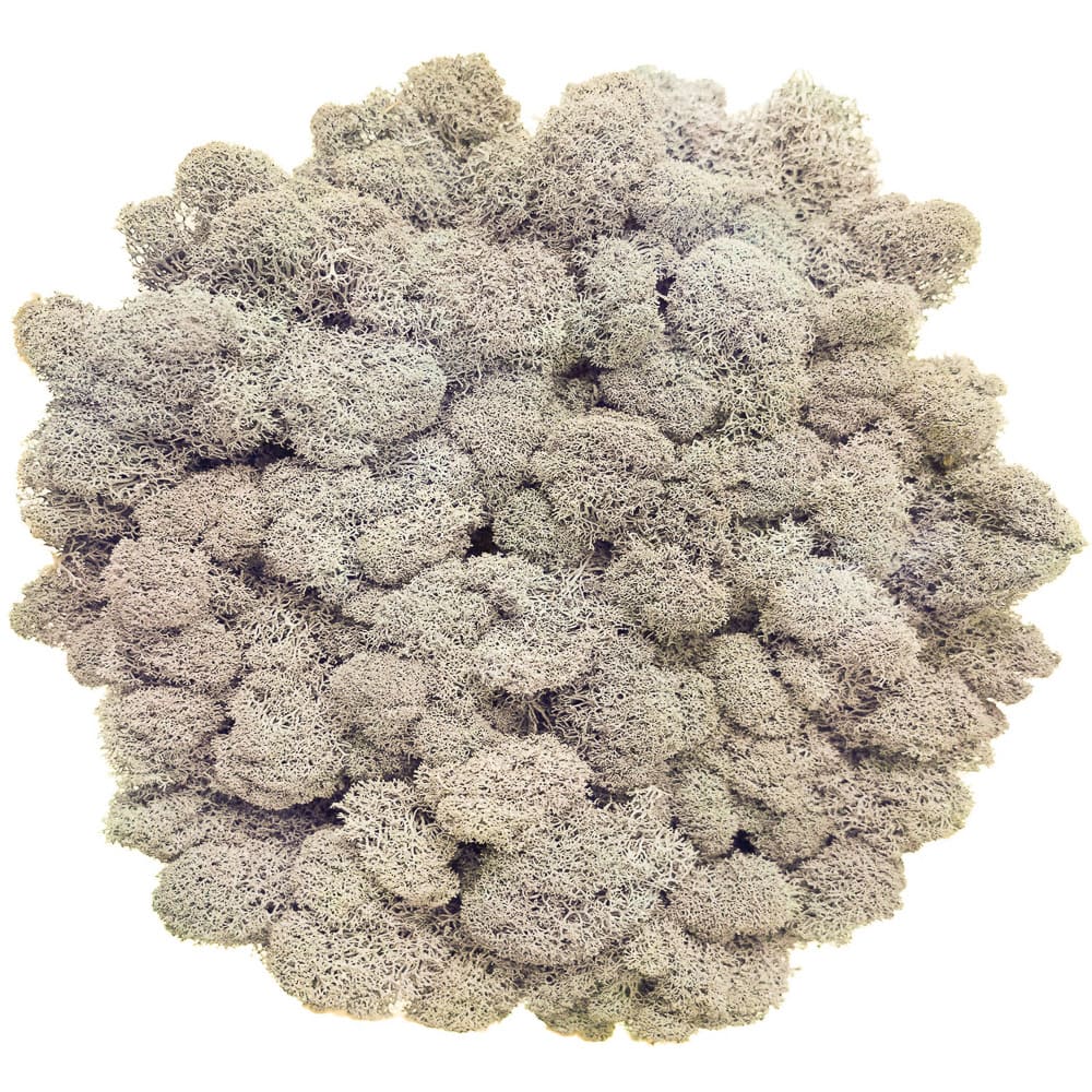 Campione Lichene Bianco