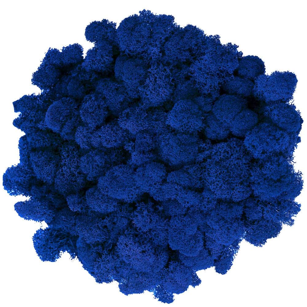 Campione Lichene Blu