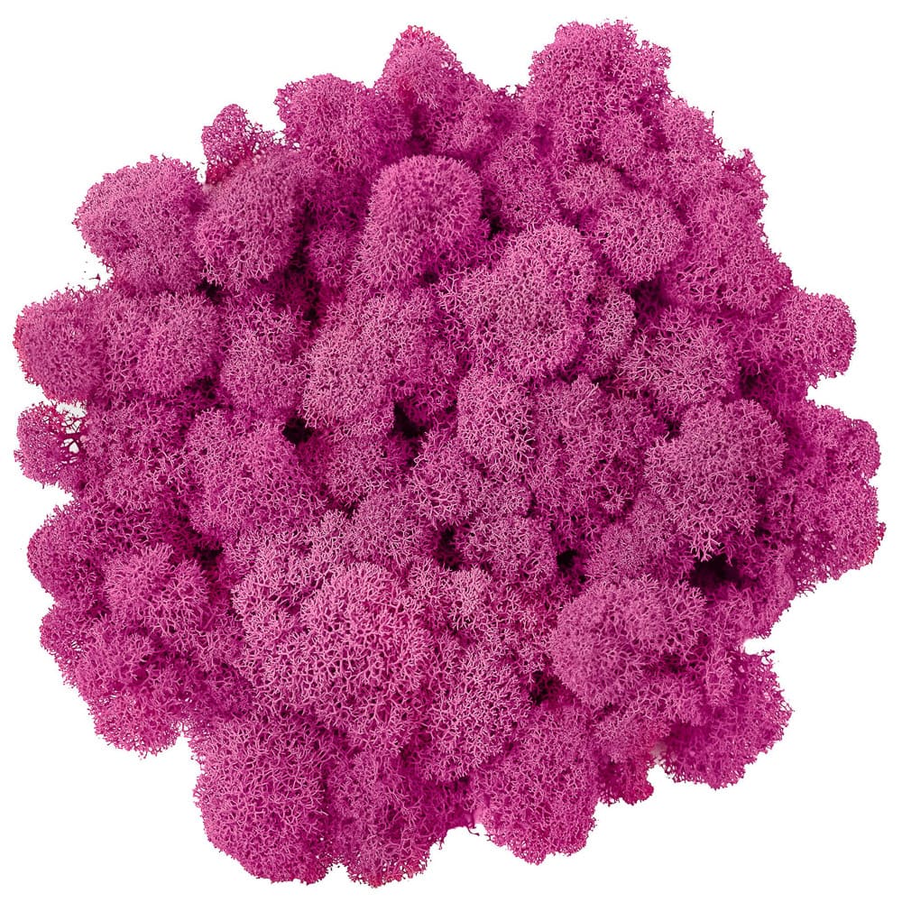 Campione Lichene Fucsia