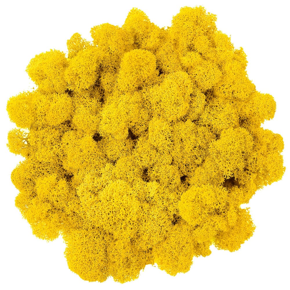 Campione Lichene Giallo