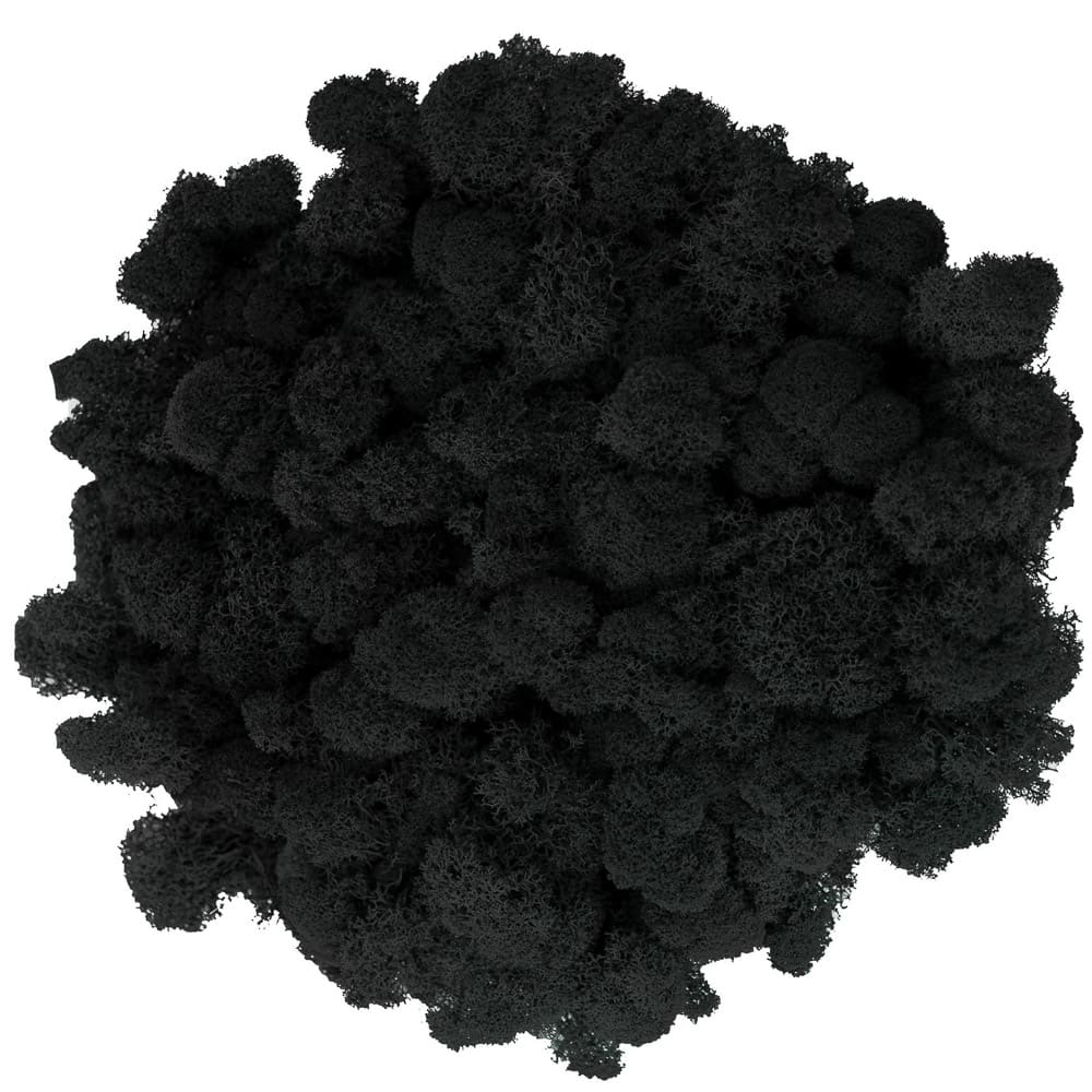 Campione Lichene Nero