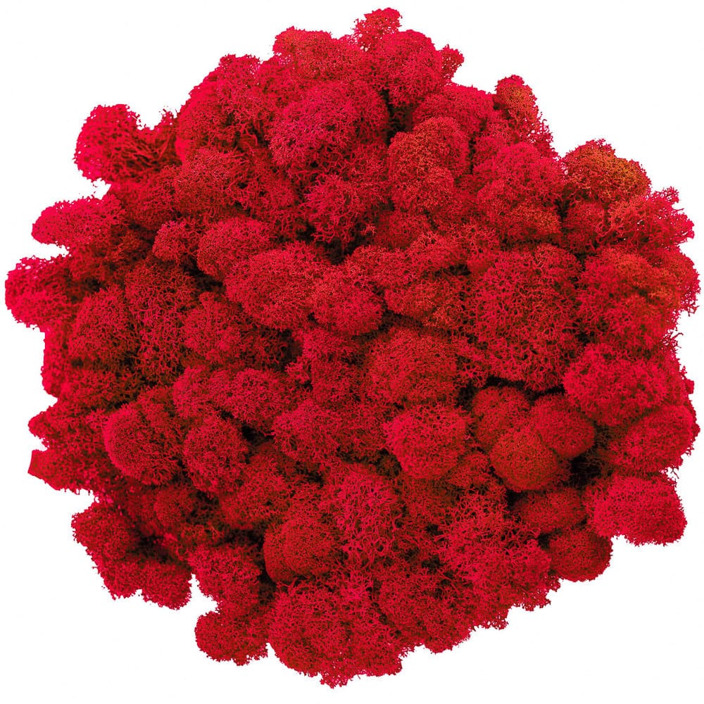 Campione Lichene Rosso