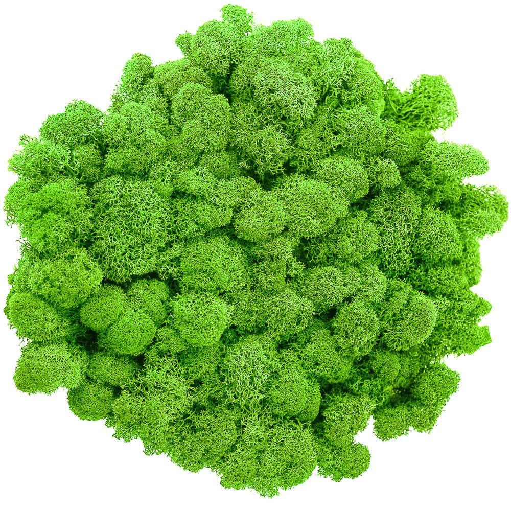 Campione Lichene Verde Chiaro