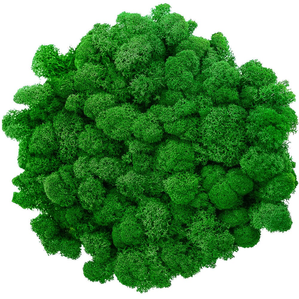 Campione Lichene Verde Intenso