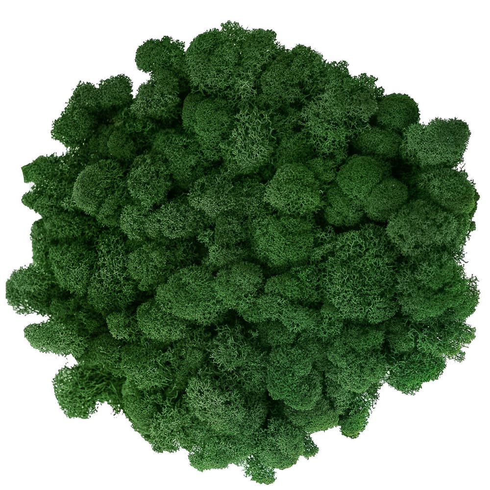 Campione Lichene Verde Scuro