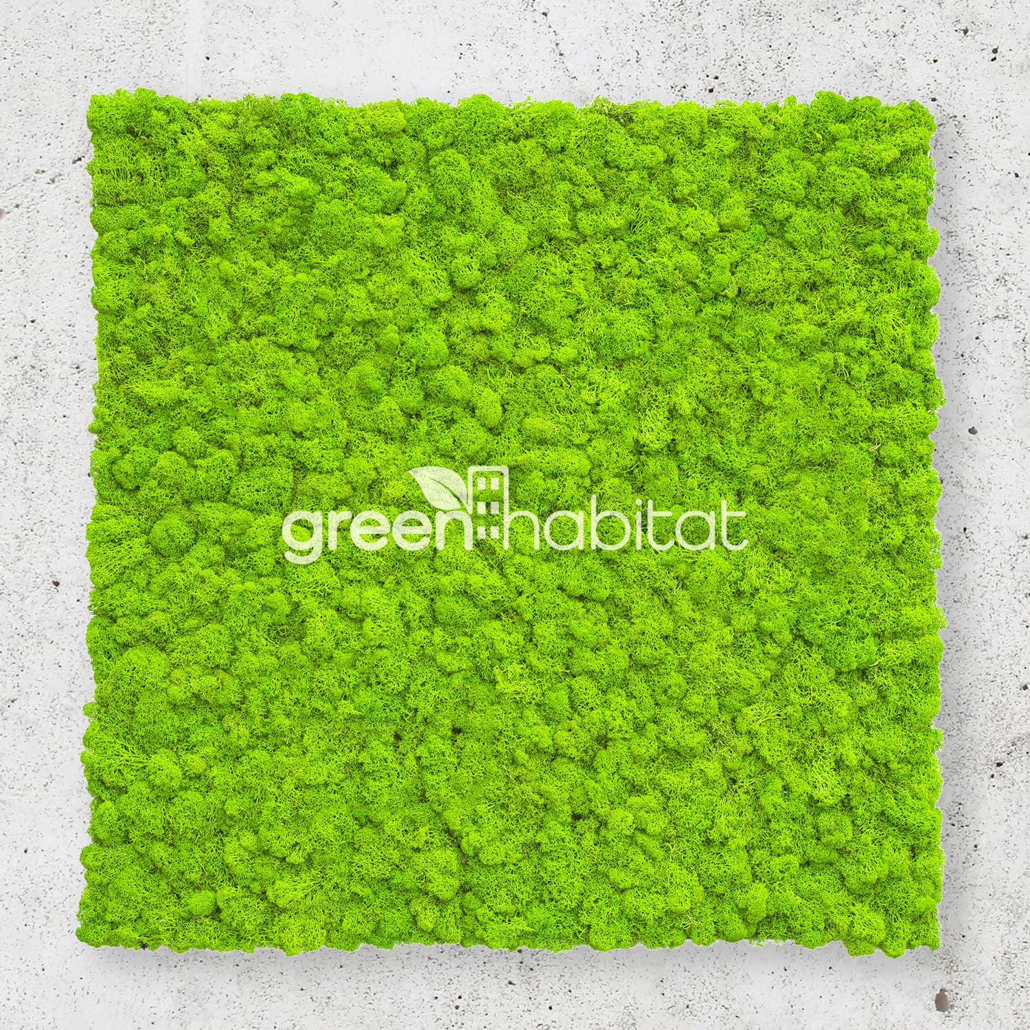 Dettaglio texture pannello in lichene stabilizzato verde con certificazione fuoco B-s2,d0